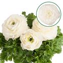 Bild von Ranonkel P12 White